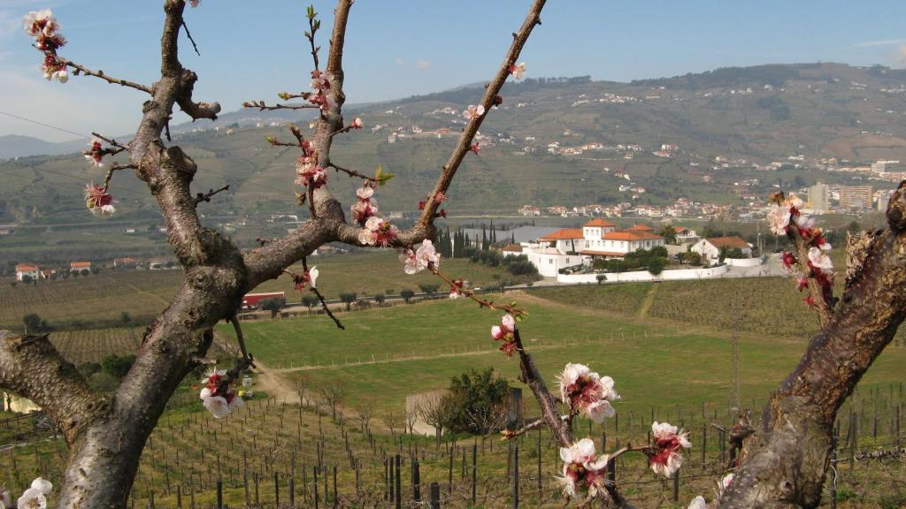 Quinta De Tourais Ξενοδοχείο Lamego Εξωτερικό φωτογραφία